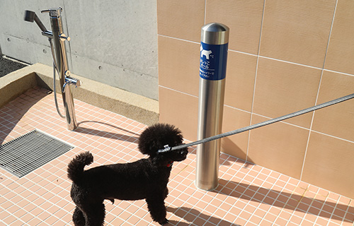 Paw Washing Station & Pee Pole