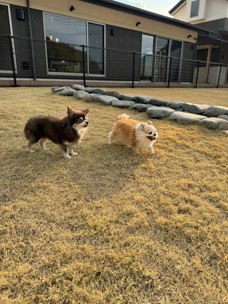 別邸わんこ日和のドッグランにて