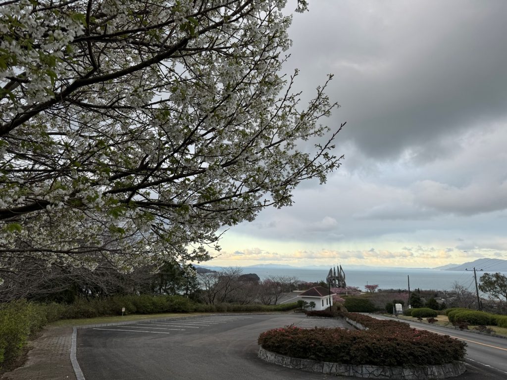 御立岬公園の河津桜情報　2月26日撮影