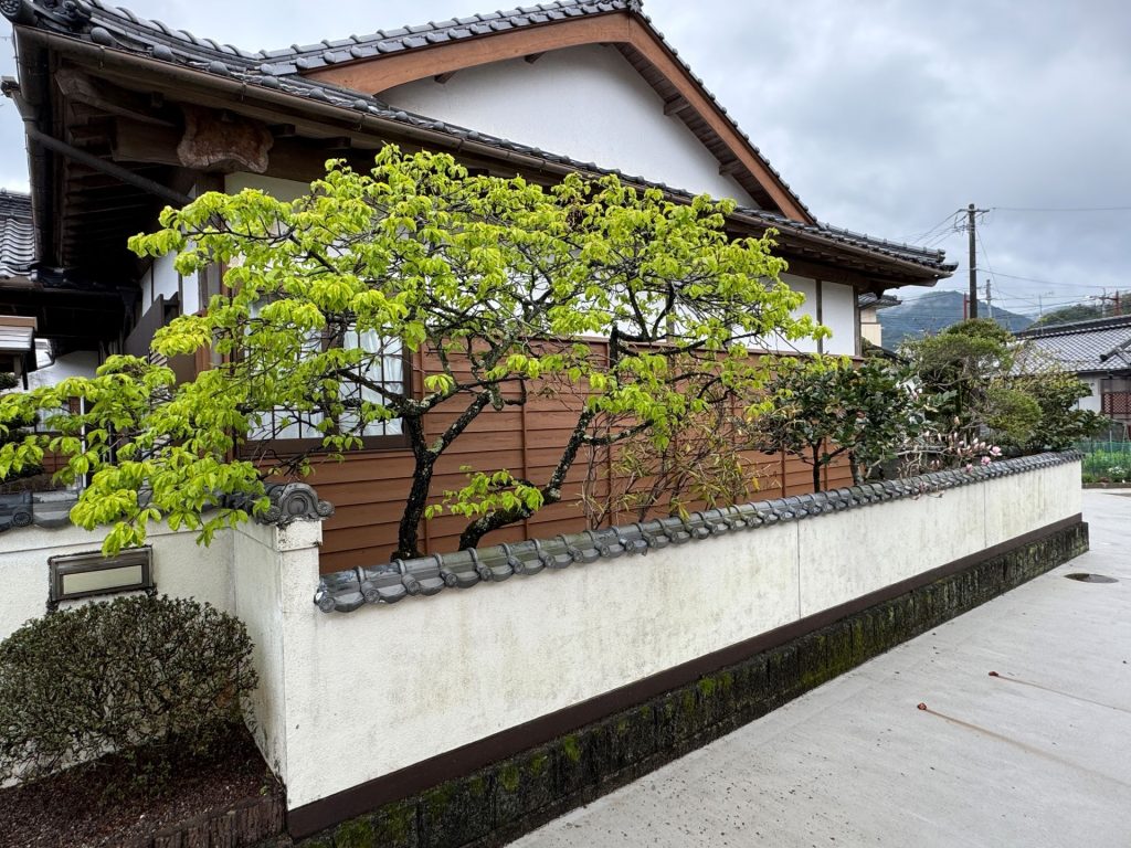 葉桜の中の残花　緋寒桜