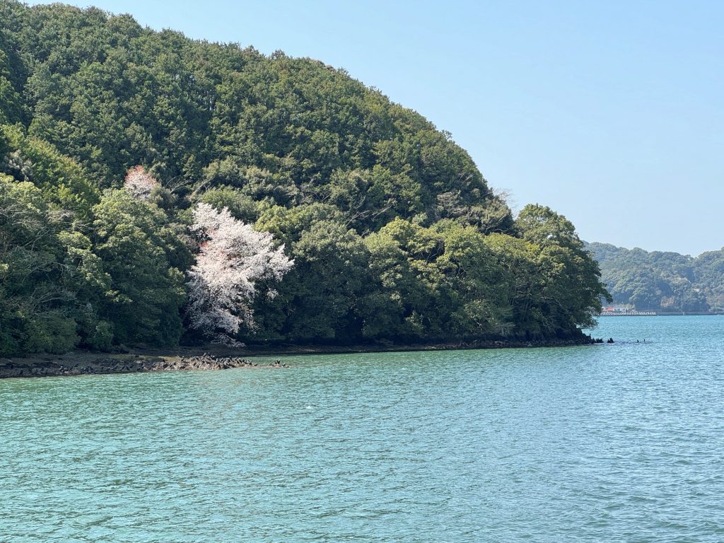 海の桜と鵜