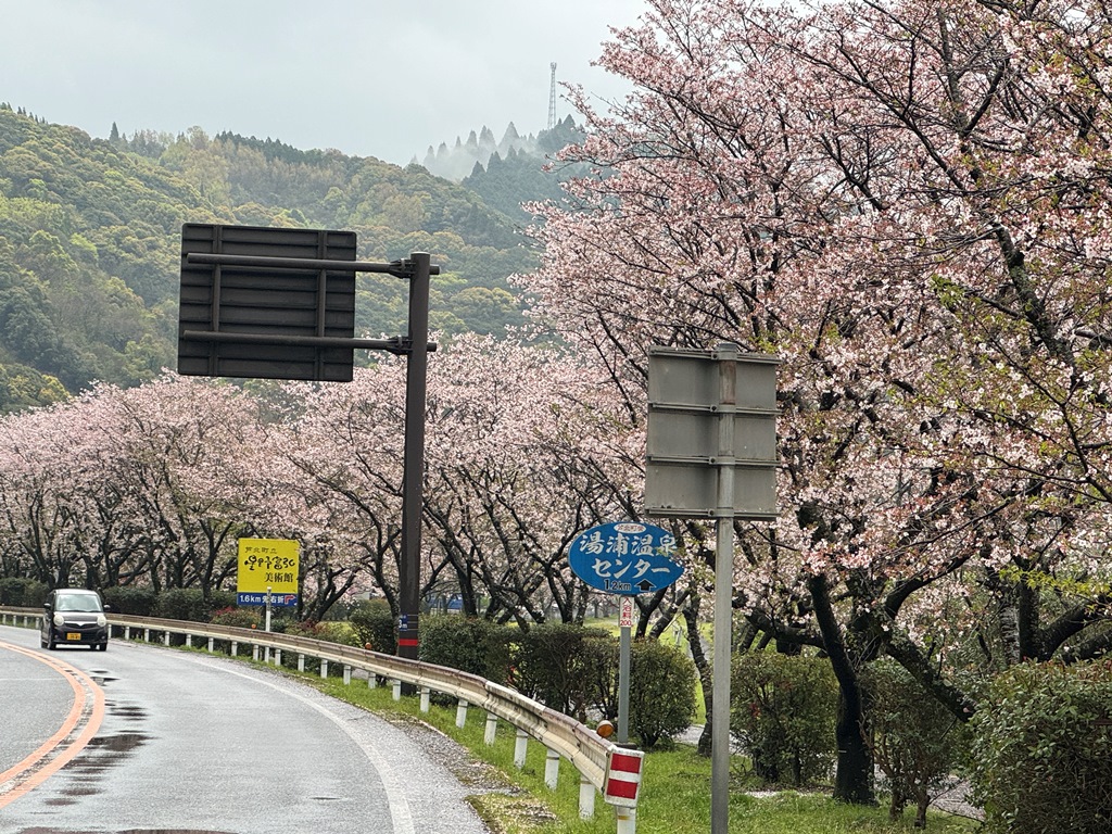 花散らしの雨昨日から今日