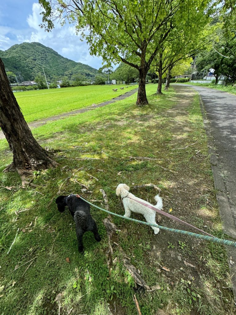 湯浦河川緑地公園　ピノ・ノアール散歩