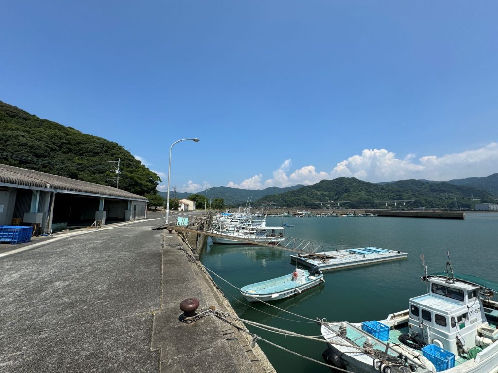 芦北町田浦本所　きじはた